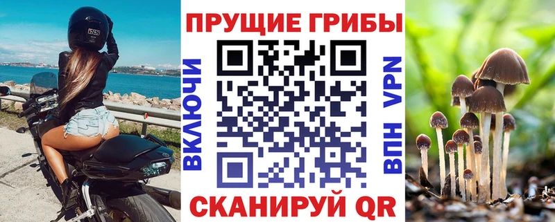 наркотики  Ржев  Псилоцибиновые грибы Cubensis 